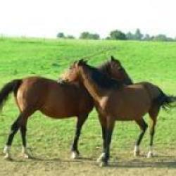 Domaine Equestre Du Nivernais